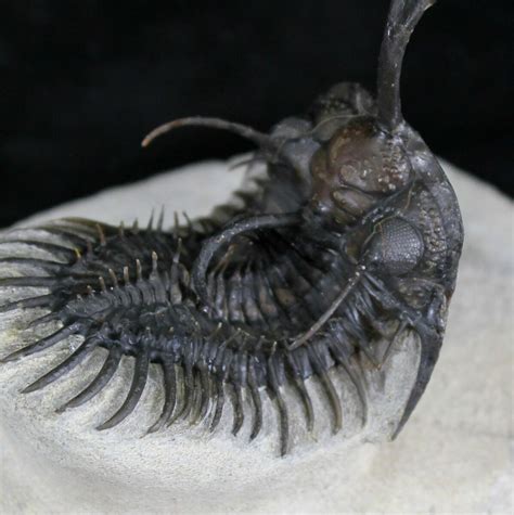 Stunning Trident Walliserops Trilobite New Variation