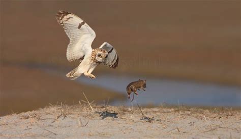 Perfectly-Timed Photos of Animals Hunting For Food