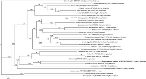 The Bayesian Phylogeny Gtr þ I þ G Model Best State Likelihood ¼ Download Scientific Diagram