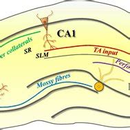 Two anatomically distinct inputs innervate hippocampal CA1 pyramidal ... 