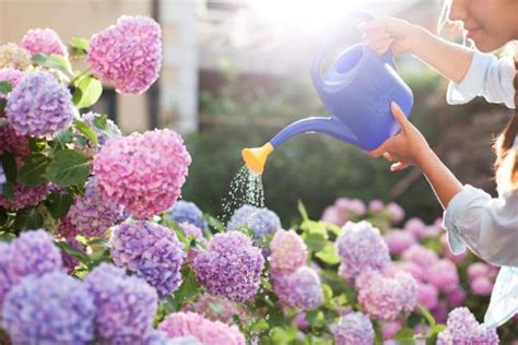 Cuidados De Las Hortensias Gu A Pr Ctica Con V Deo