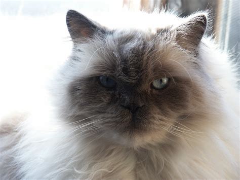 Dave The Cat Free Photo Download Freeimages