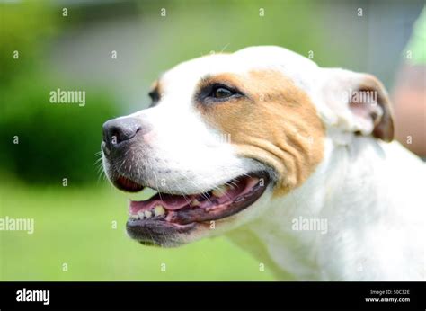 Happy dog smiling Stock Photo - Alamy