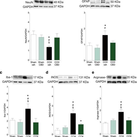 Cbd Reduces Neurodegeneration And Inflammation In The Hippocampus Of