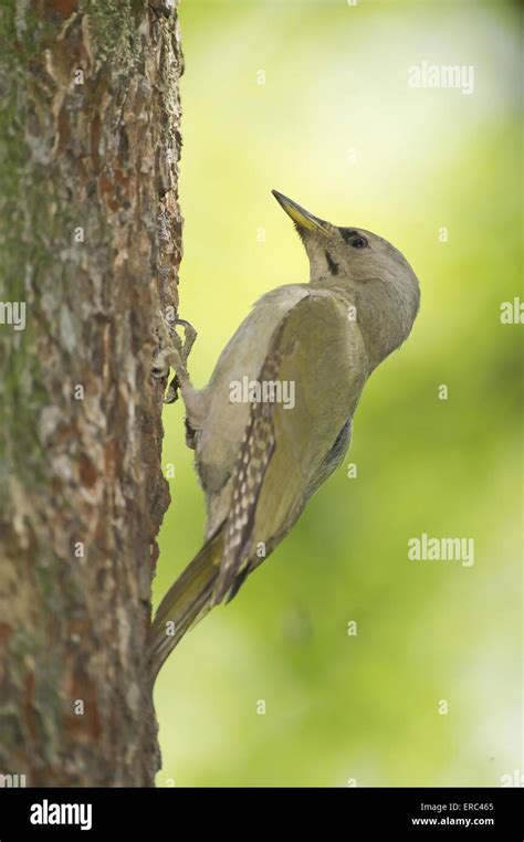 Grau Gesichtiger Specht Picus Canus Fotos Und Bildmaterial In Hoher