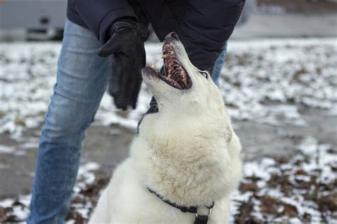 Pourquoi Mon Chien Aboie La Nuit Raisons Chienino