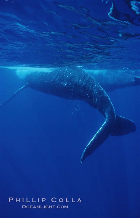 North Pacific Humpback Whale Megaptera Novaeangliae Maui Hawaii