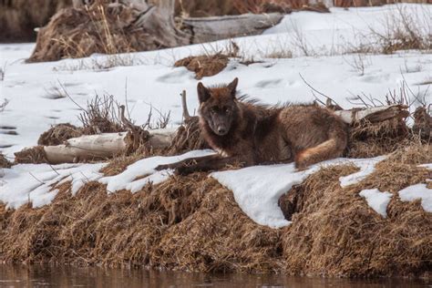 Wolf Photography 101 How To Photograph Wild Wolves Photos By Jess Lee