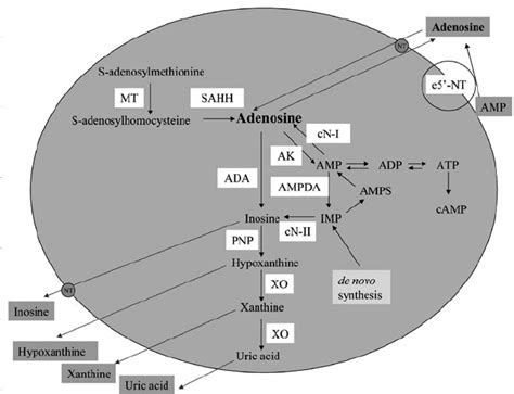 Adenosine Metabolism In The Cell Cn I Cytoplasmic 5 Nucleotidase I