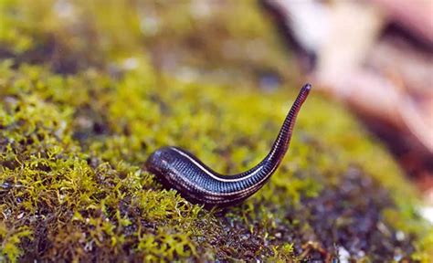 Leeches Reproduction Breeding Features Life Cycle And Use In