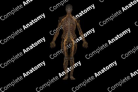 Spinal Nerves | Complete Anatomy