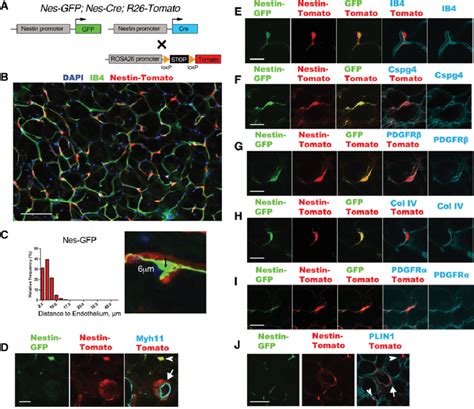 Nestin Cre And Nestin Gfp Identify Perivascular Cells In Wat A