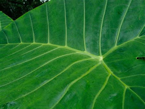 Colocasia Gigantea Gardensonline