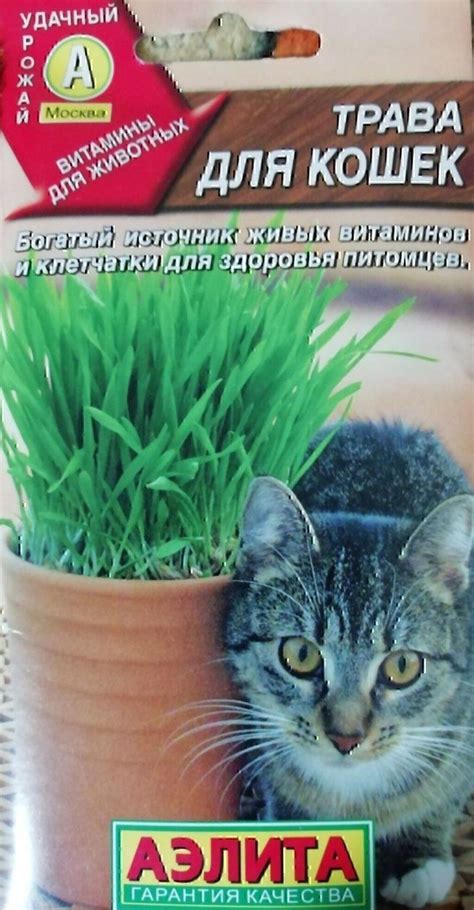 Семена овощей :: трава для кошек - От посадки до уборки