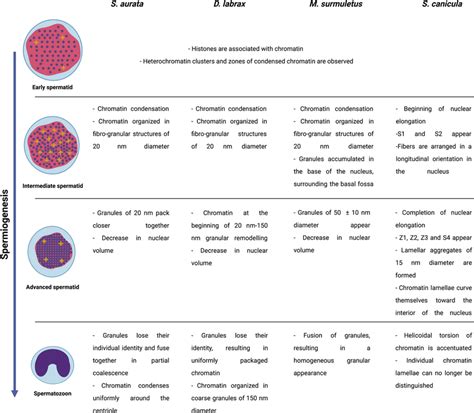 Description of the stages of different chromatin condensation patterns ...