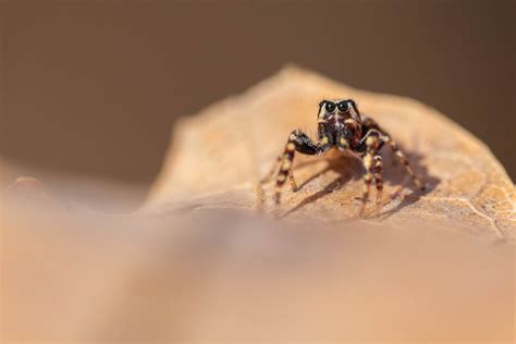 Common White Cheeked Jumping Spider Pelegrina Proterva Flickr