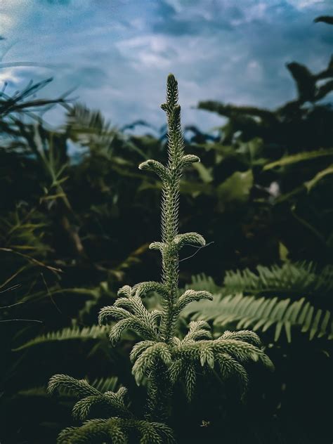 Fern Plant Ferns - Free photo on Pixabay - Pixabay