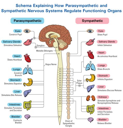 The Autonomic Nervous System Divide