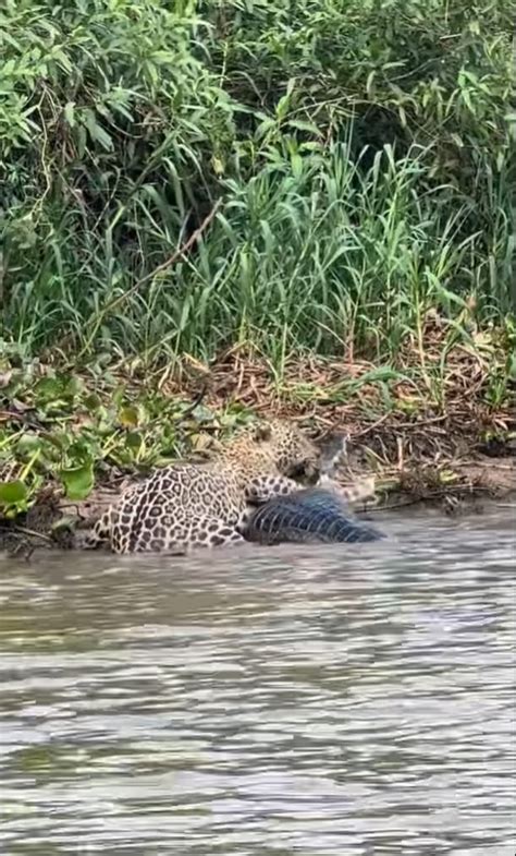 Jacar Luta Pela Vida Em Batalha Mortal Contra Felino Voraz No Pantanal