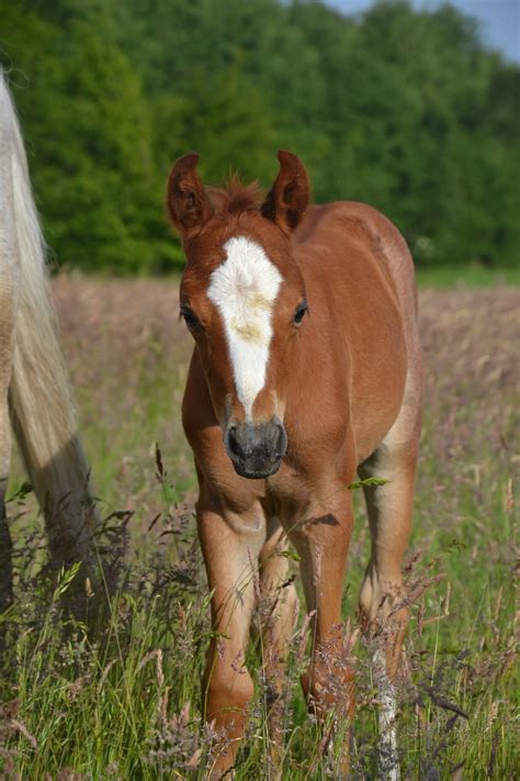 Tagebuch des Fohlens "Fia": Ein Pony-Fohlen entdeckt die Welt - Harsefeld