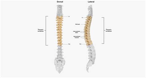 Human thoracic vertebrae th1 3D model - TurboSquid 1657157