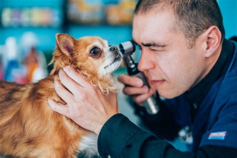Ophthalmoscope Stock Photos, Pictures & Royalty-Free Images - iStock