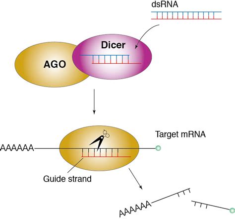 An Emerging Interest In Rna World Ribocluster Profiler Mbl Life