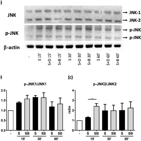 Jnk And P Jnk Protein Expression Of Activated Beas B Cells Pre Treated