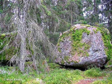 Swedia Foto, Gambar