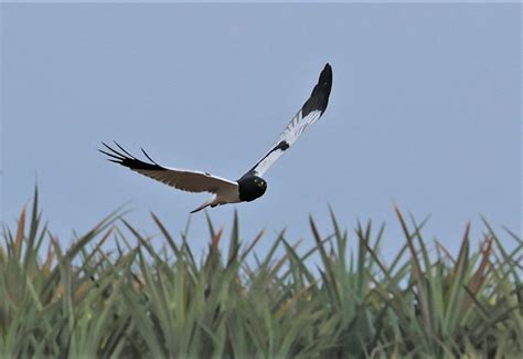Pied Harrier (Circus melanoleucos) — Coke Smith Wildlife