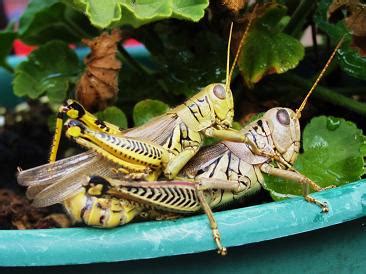 Angelia S Art Journals Prehistoric Porn