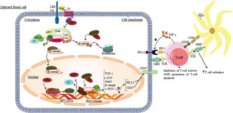 Or Free Full Text The Effect Of Wnt Catenin Signaling On Pd Pdl