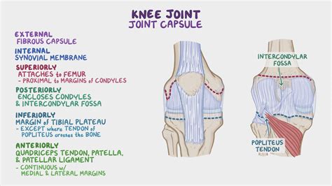 Synovial Knee Joint Diagram