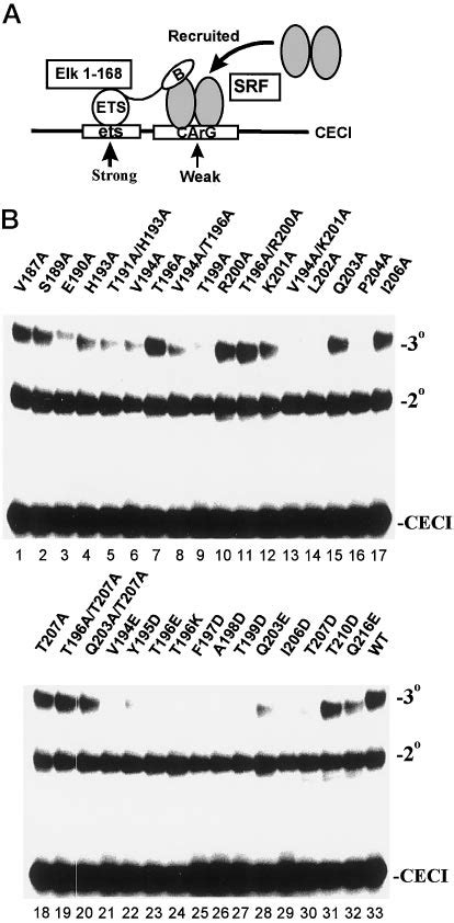 Ternary Complex Formation By Srf Mutant Proteins At The Ceci Site A