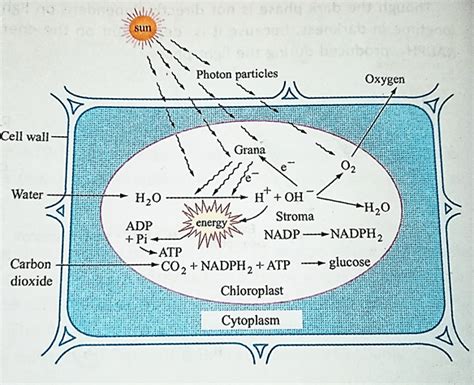 Dark Phase And Light Phase Of Photosynthesis Lifesciencedirect
