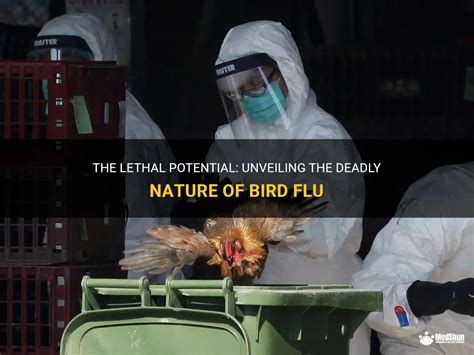 The Lethal Potential Unveiling The Deadly Nature Of Bird Flu Medshun