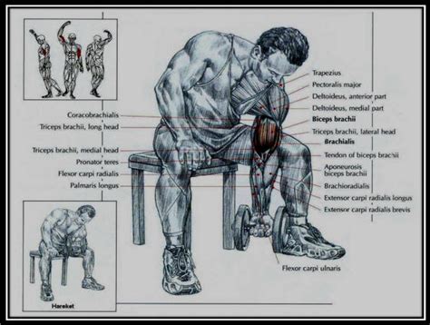 Üçgenvü Concentration Curl Concentration Curls