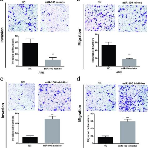 Mir Suppressed The Cell Invasion And Migration Abilities Of Nsclc