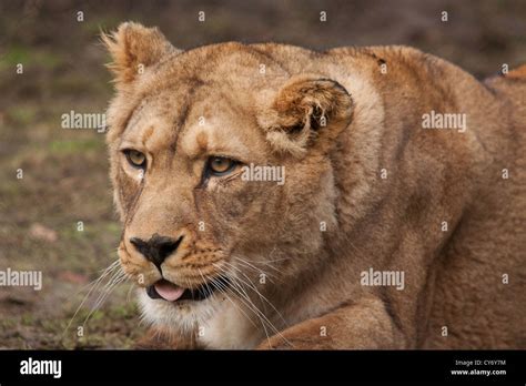 female barbary lion portrait Stock Photo - Alamy