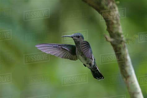 Female White Necked Jacobin Florisuga Mellivora A Type Of