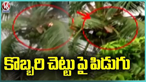 Coconut Tree Catches Fire In Lightning Strike In Medak V6 News Youtube