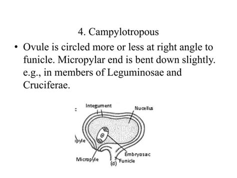 Structure Of Ovule Ppt