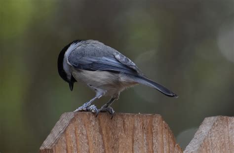 Chickadee Nature Bird - Free photo on Pixabay