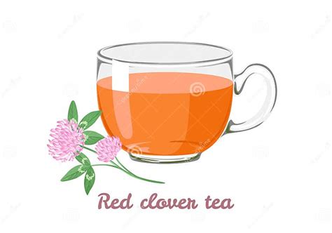 Red Clover Tea In Transparent Glass Cup Illustration Of Herbal Tea