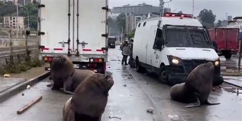 Tres leones marinos irrumpen en medio del enfrentamiento entre policía