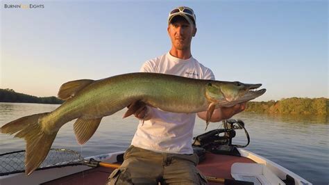 Big Toothed Musky Smacks Top Raider Topwater Musky Fishing YouTube