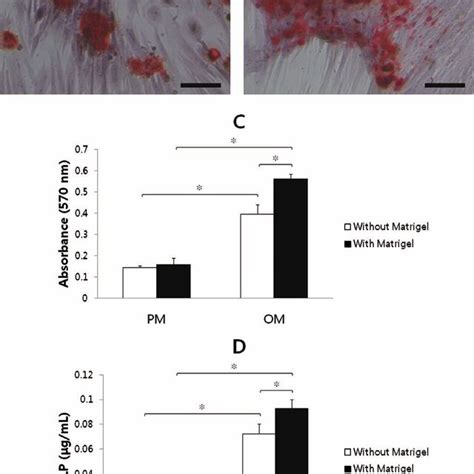 Osteogenic Differentiation Of Ad Mscs In D Cultures Alizarin Red S