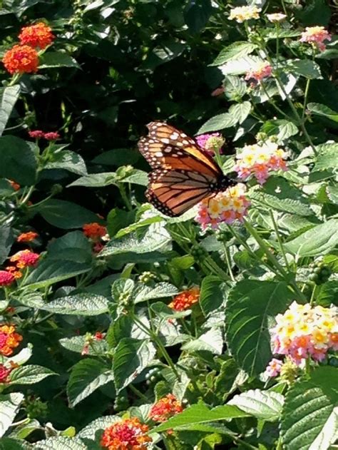 Butterfly And Flowers Smithsonian Photo Contest Smithsonian Magazine