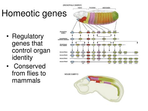 Ppt 32 Gene Regulation In Eukaryotes Powerpoint Presentation Free