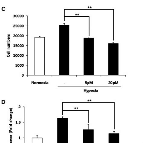 Phosphorylation Of Pdgfr B By Hypoxia Note That Pdgfr B Was